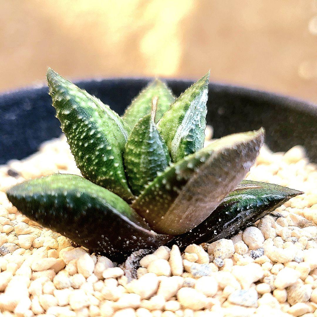 原種斑 アウグスチナフォリア白斑 カンディカンス 　多肉植物 ハオルチア アロエ