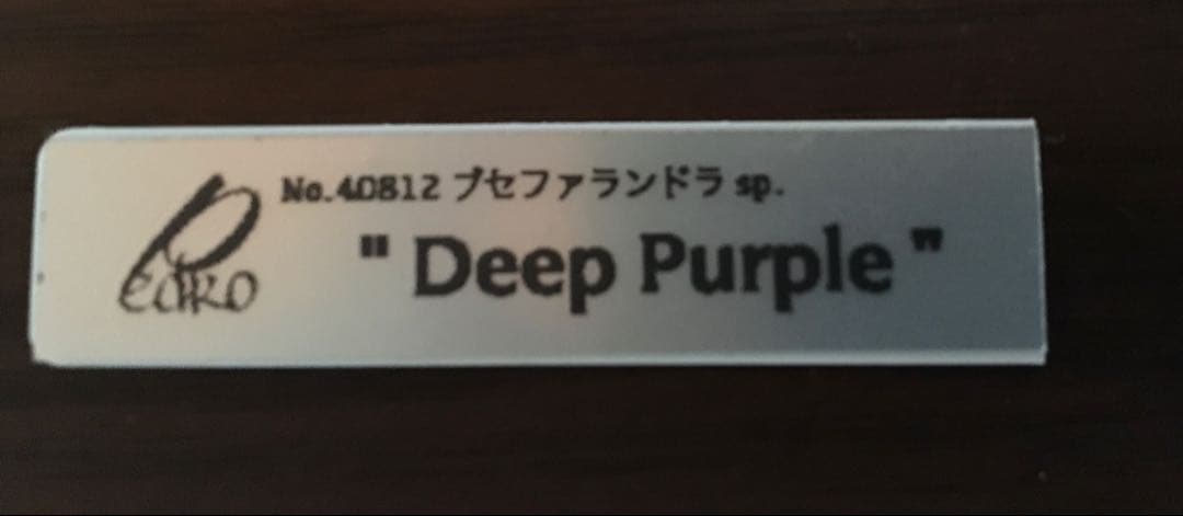 ブセファランドラ　deep purple
