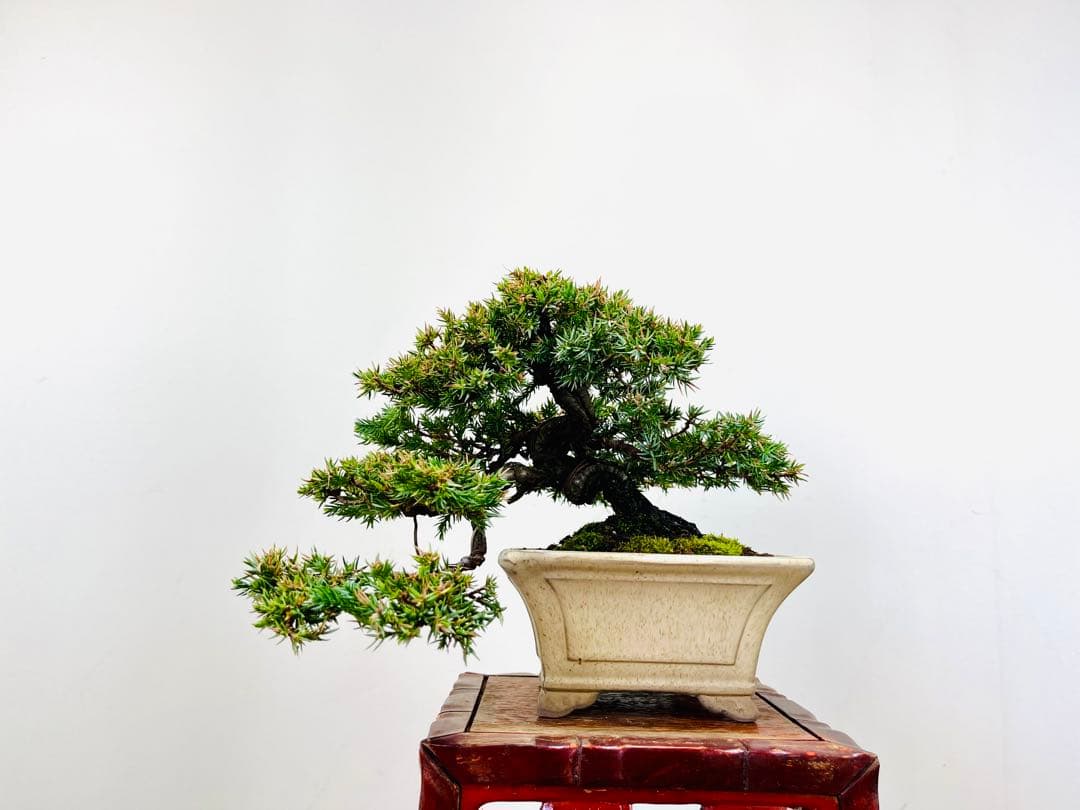 小品盆栽　ソナレ　そなれ