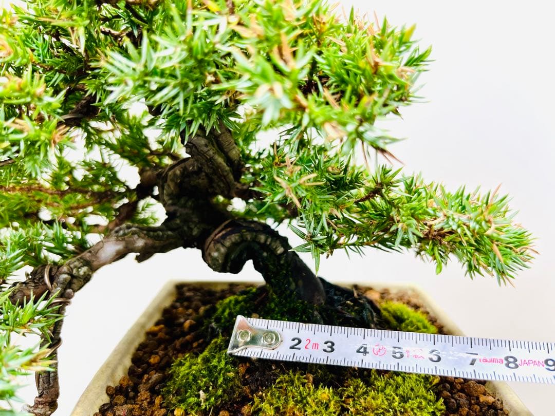 小品盆栽　ソナレ　そなれ