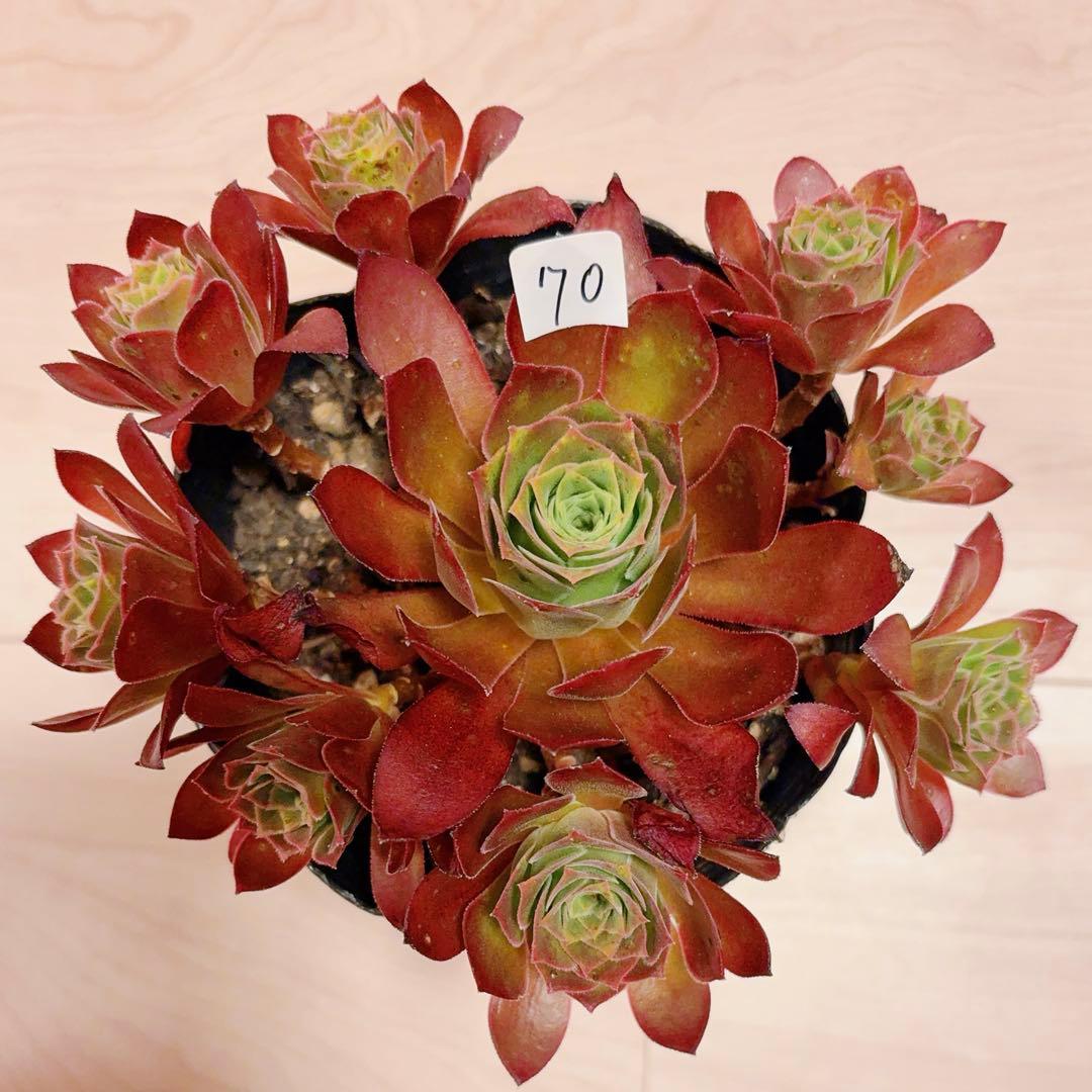 70#多肉植物❤️アエオニウム❤️炎の鳳凰❤️1大頭8小頭16cm拔き苗