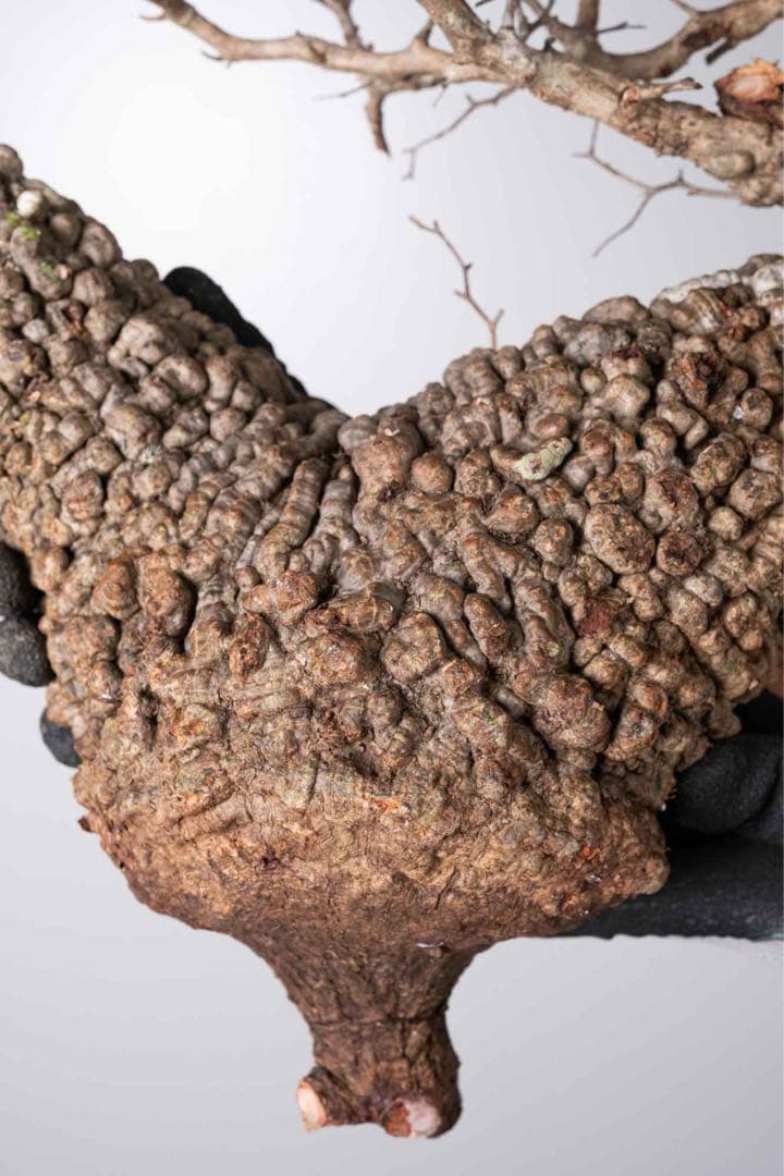 KP115 オペルクリカリア パキプス コーデックス ベアルート株