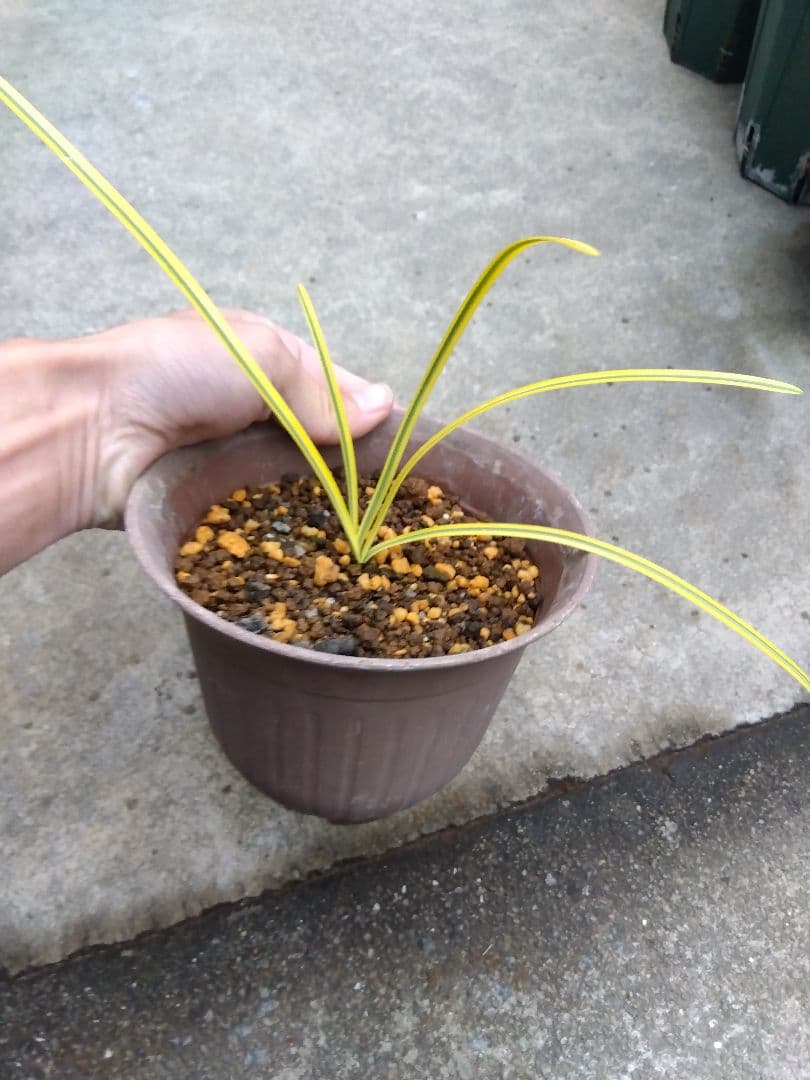 ヒガンバナ　彼岸花　黄覆輪斑　５号鉢つき　超斑入り❗　①