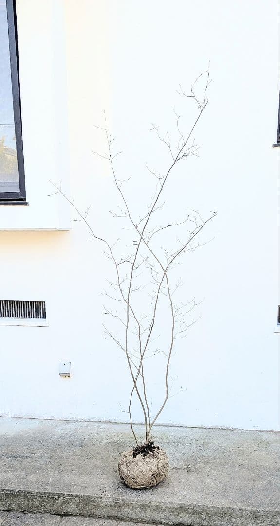 極美。山採りドウダンツツジ。