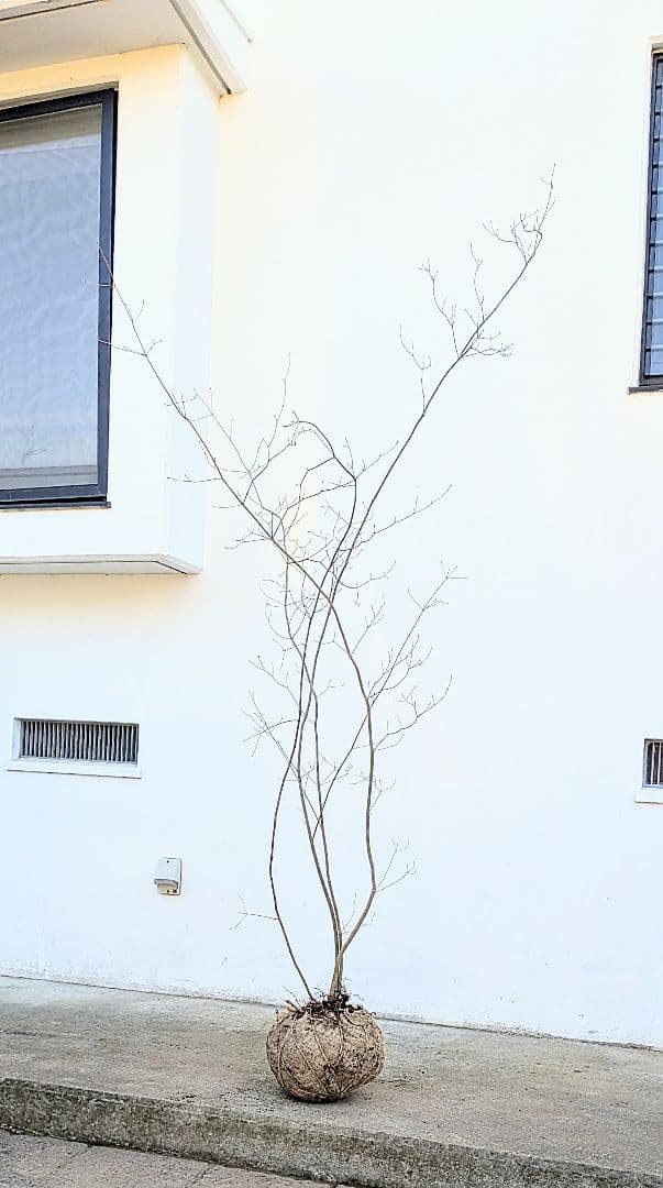 極美。山採りドウダンツツジ。