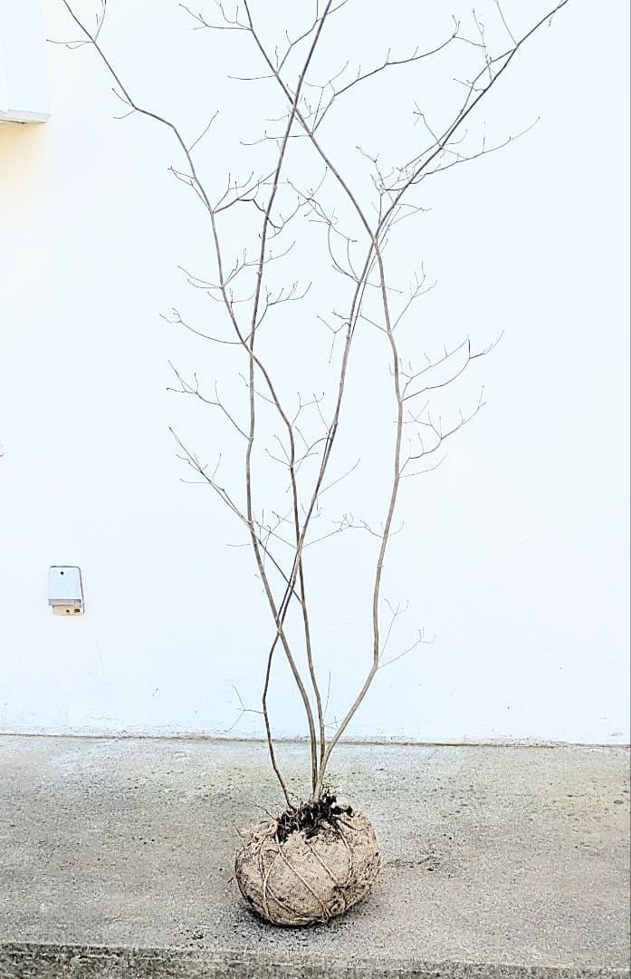 極美。山採りドウダンツツジ。