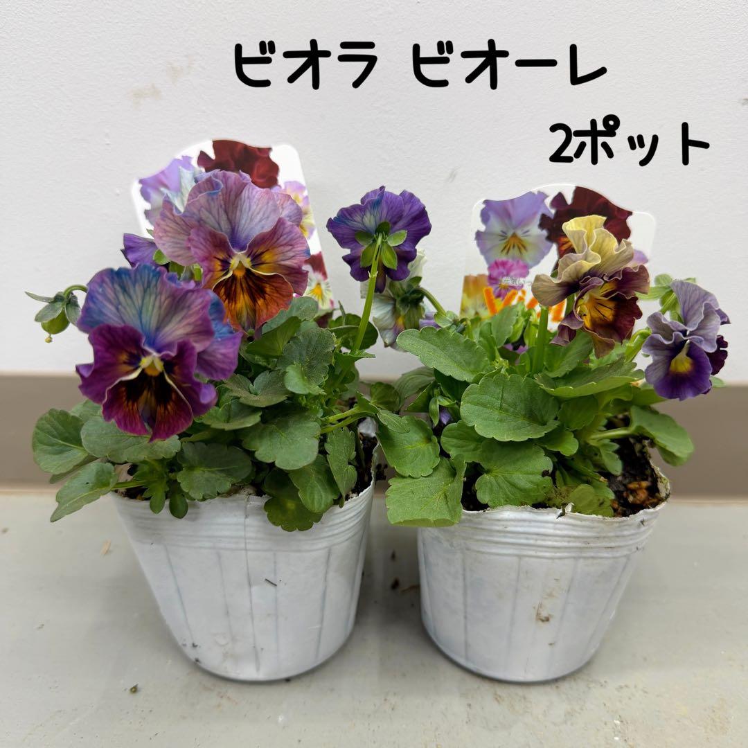 ビオラ　ヌーヴェルヴァーグ ビオーレ