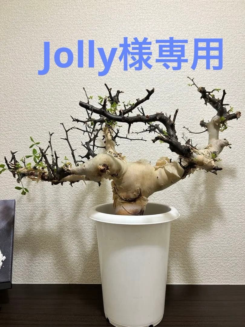 【Jolly ⠀】コミュフォラ カタフ ピュア 【ソマリア産】1年管理株