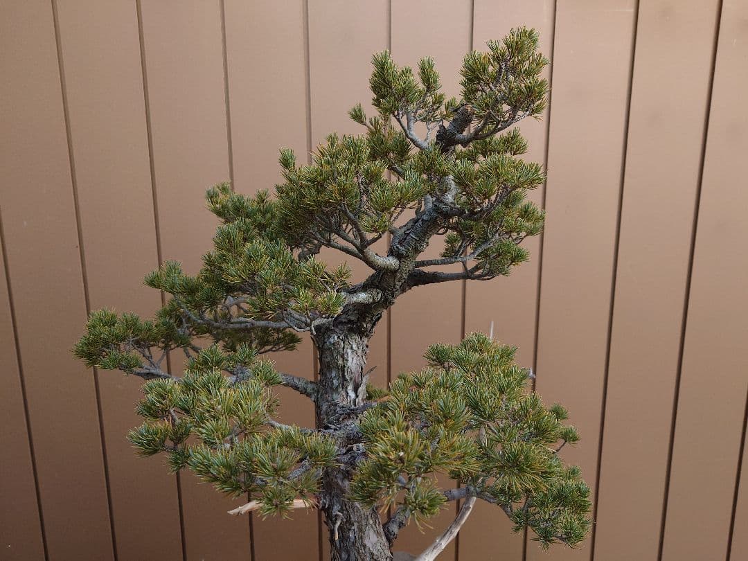 盆栽　瑞祥　五葉松　樹高69cm