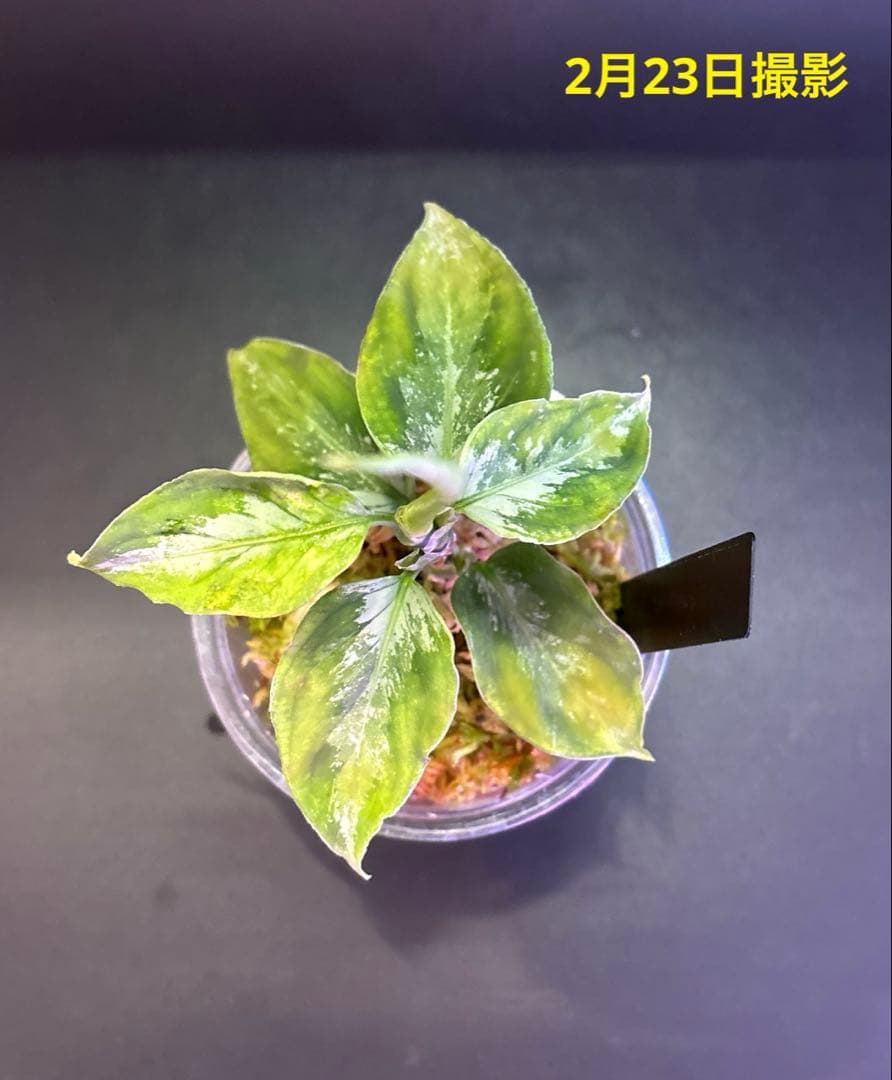 アグラオネマ　ラプラス Aglaonema pictum Laplace