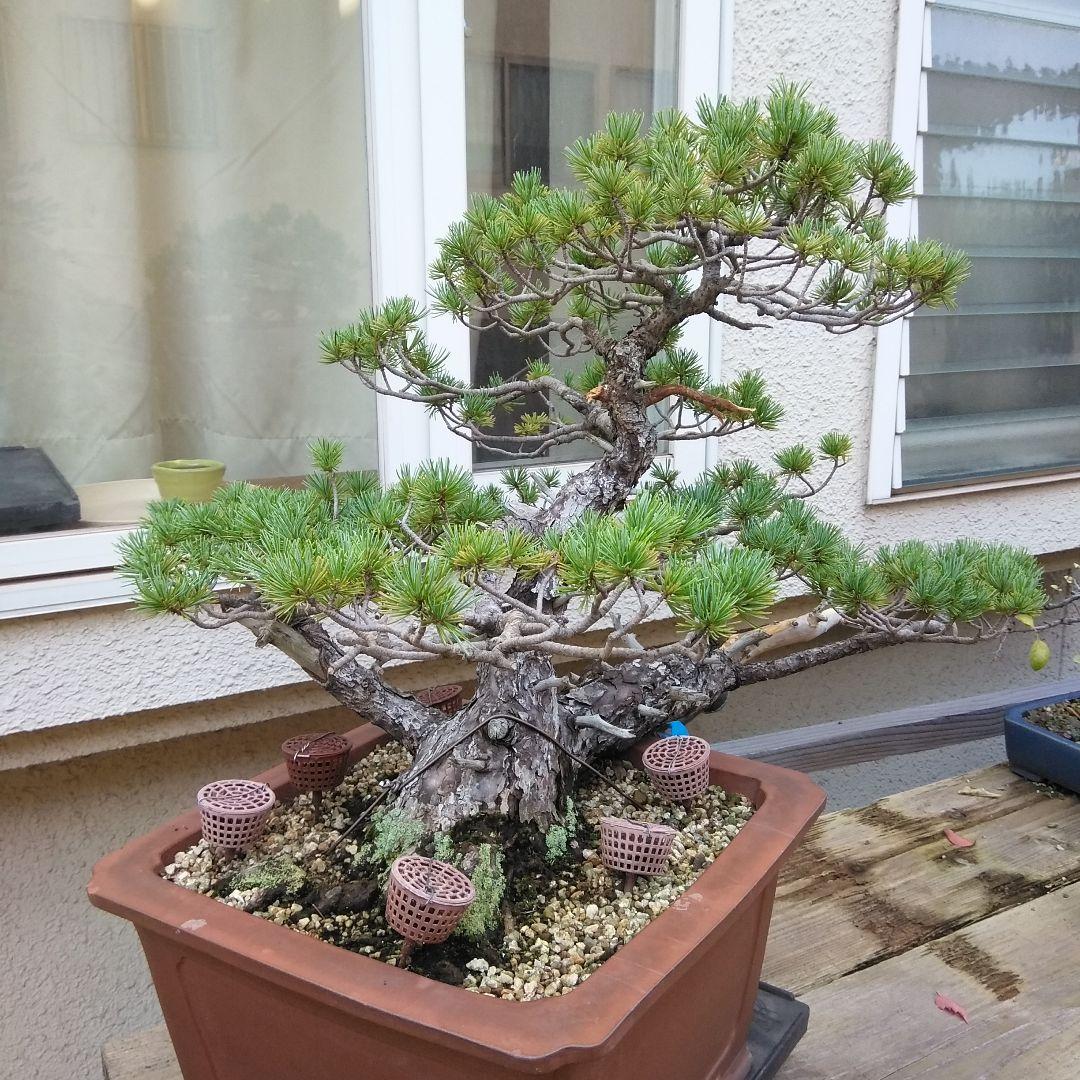 四国赤石五葉松 撮影日　　2023,10,15日