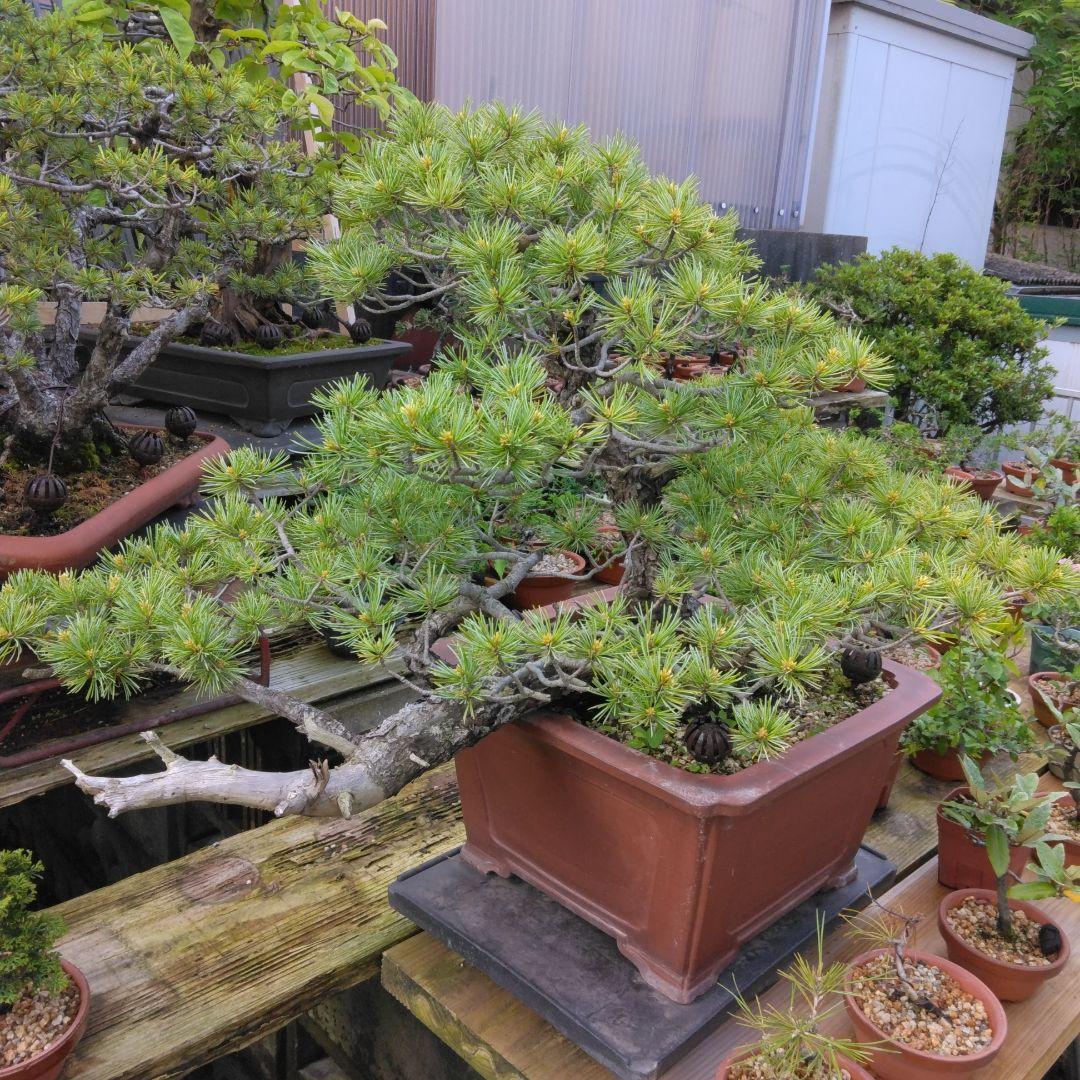 四国赤石五葉松 撮影日　　2023,10,15日