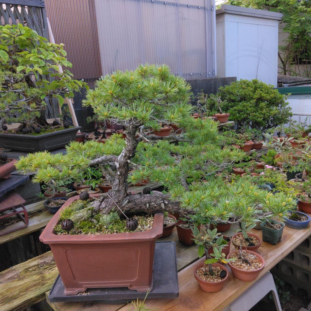 四国赤石五葉松 撮影日　　2023,10,15日