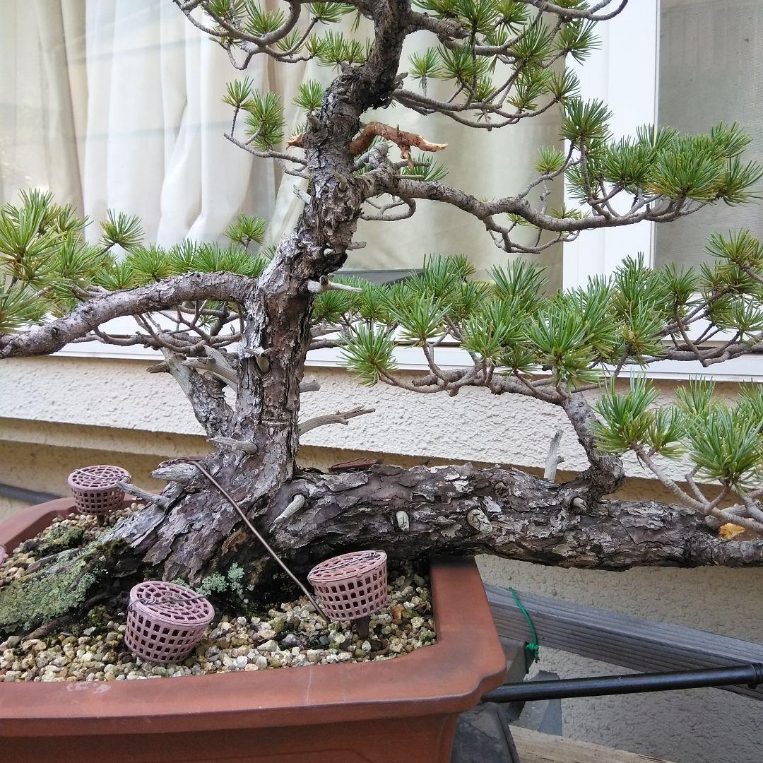 四国赤石五葉松 撮影日　　2023,10,15日