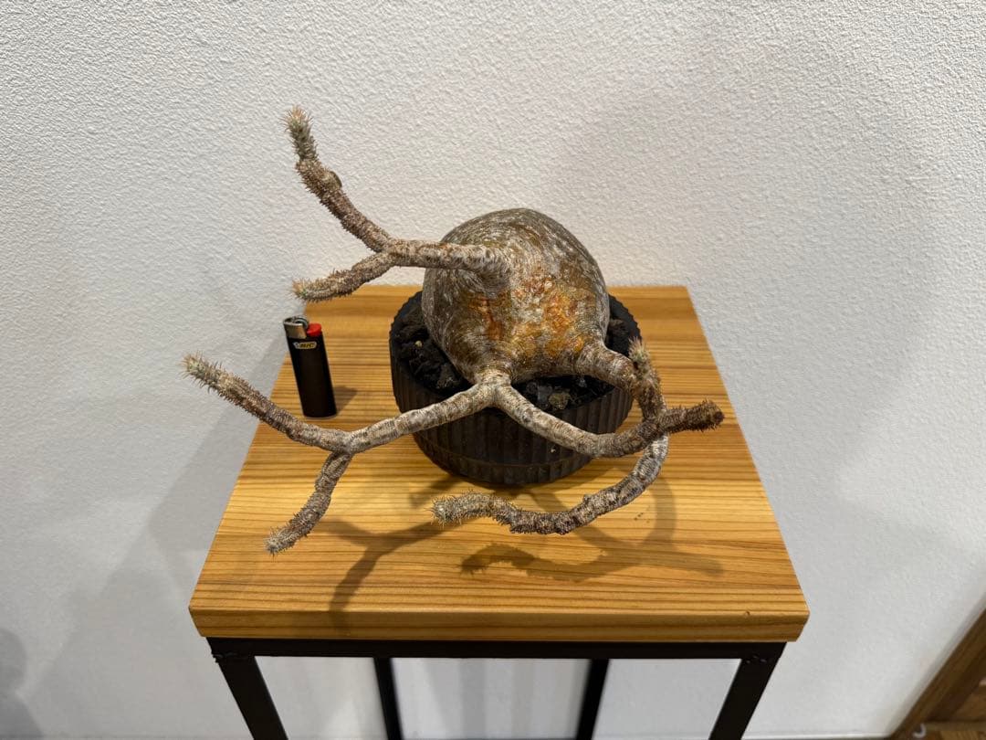 パキポディウム・グラキリス　VALIEM DEEP VOID バリエム