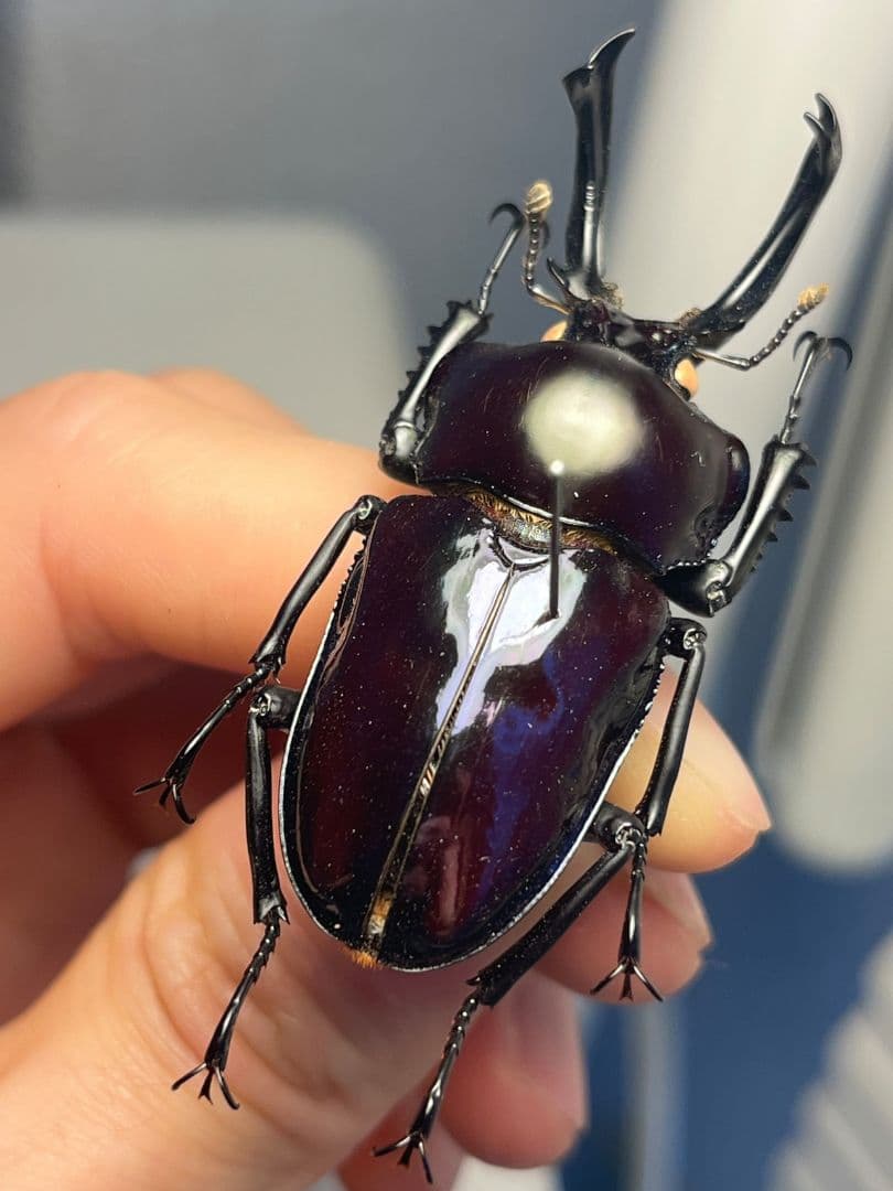 【標本】ニジイロクワガタ オウゴンオニクワガタ ピカール血統 ブルー系統