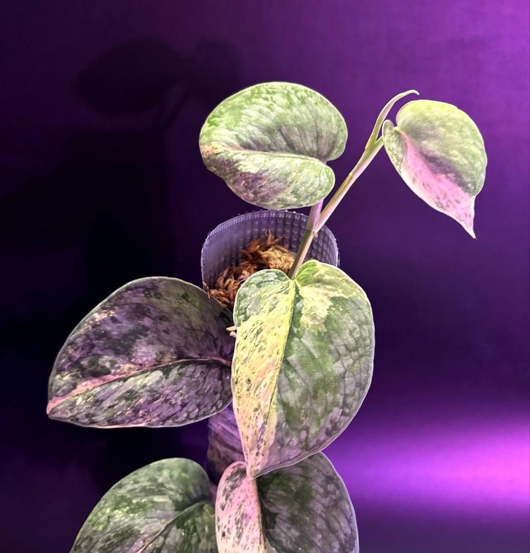 スキンダプサス　ブラック　ドラゴン　斑入り 大株　1