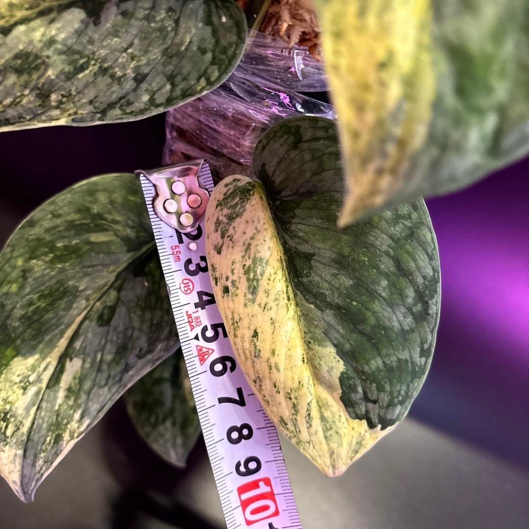 スキンダプサス　ブラック　ドラゴン　斑入り 大株　1