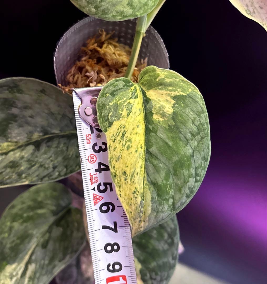 スキンダプサス　ブラック　ドラゴン　斑入り 大株　1