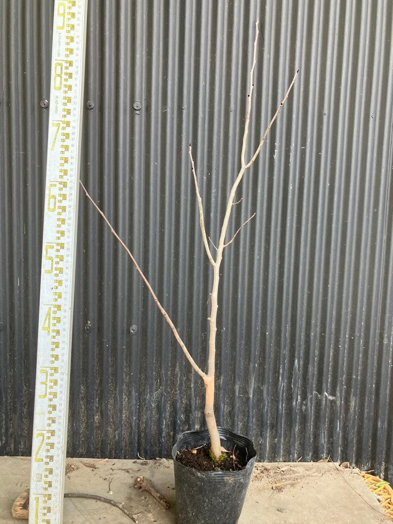 接木　ポポー　ウィルソン　苗木