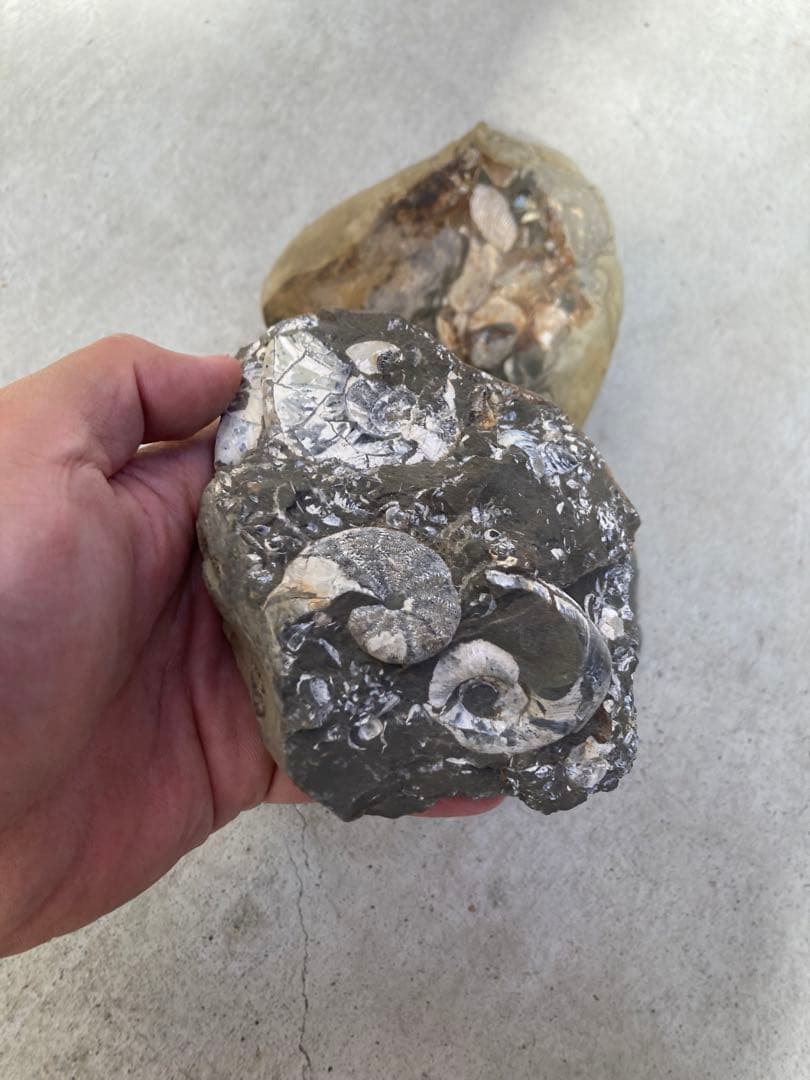 北海道中川　ノジュール　クリーニング　化石掘り