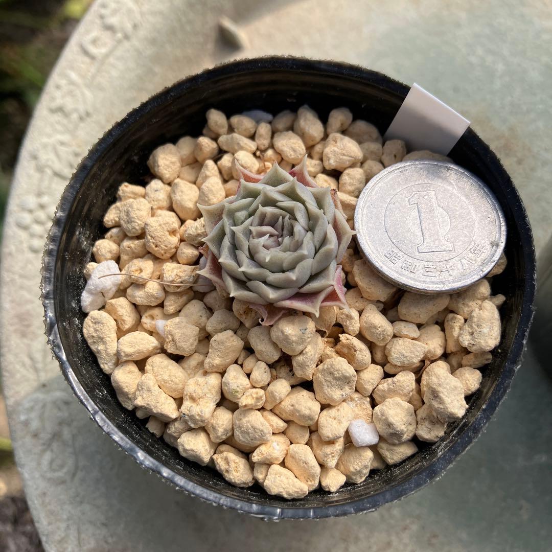 多肉植物　ハートチョイス　小苗　抜き苗