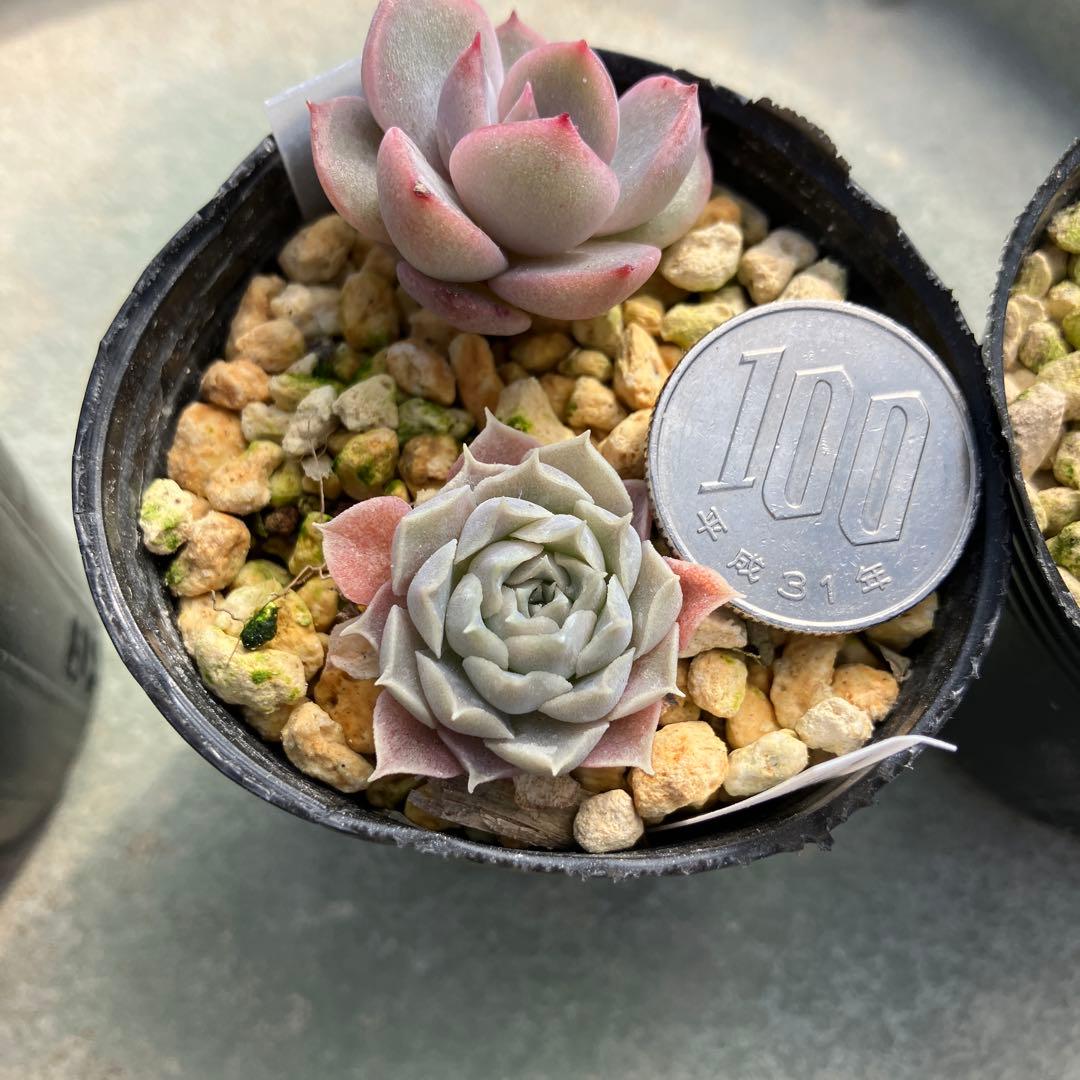 多肉植物　ハートチョイス　小苗　抜き苗