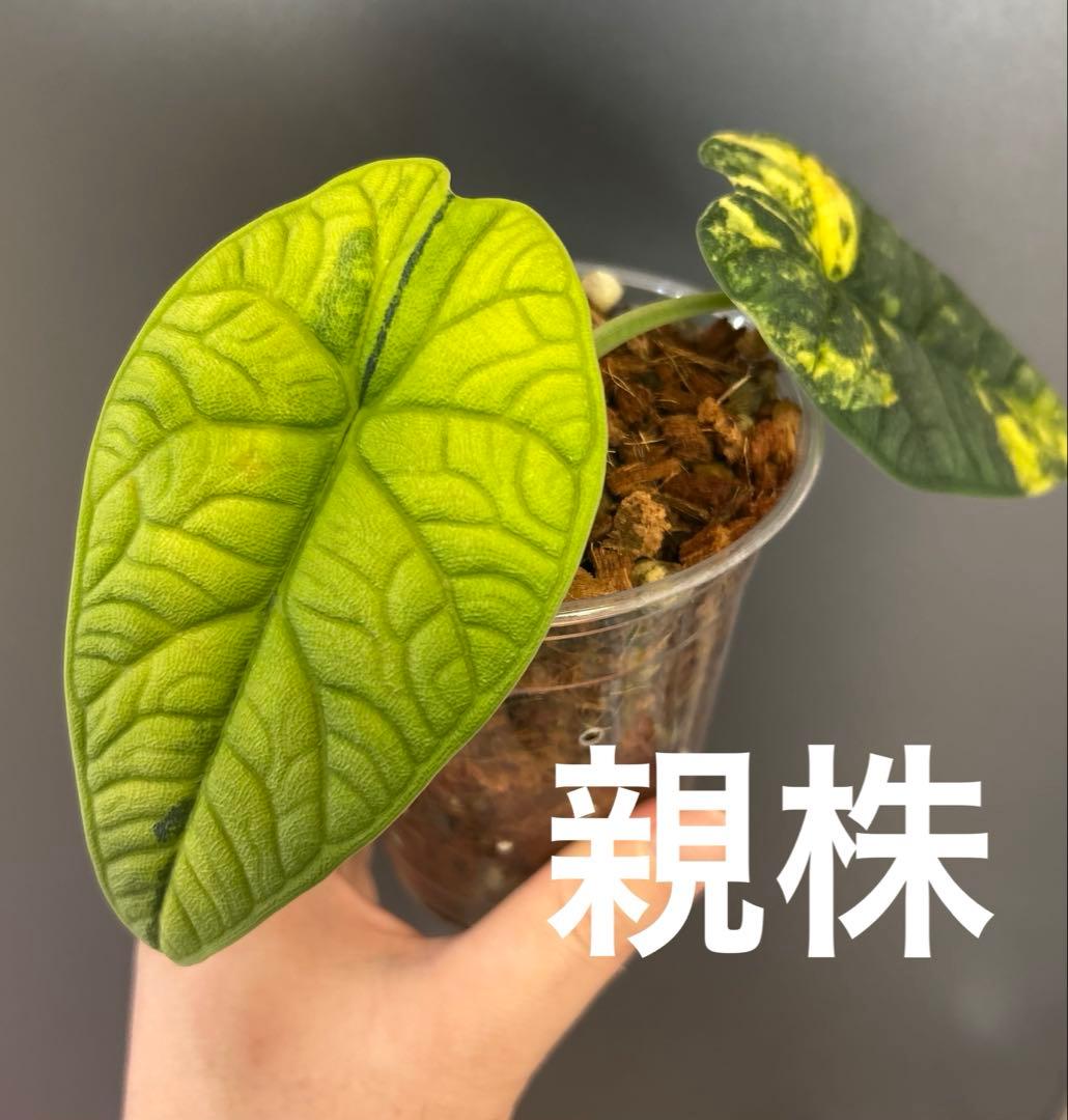 【特価】【芋】 アロカシア　メロ　オーレア　斑入り