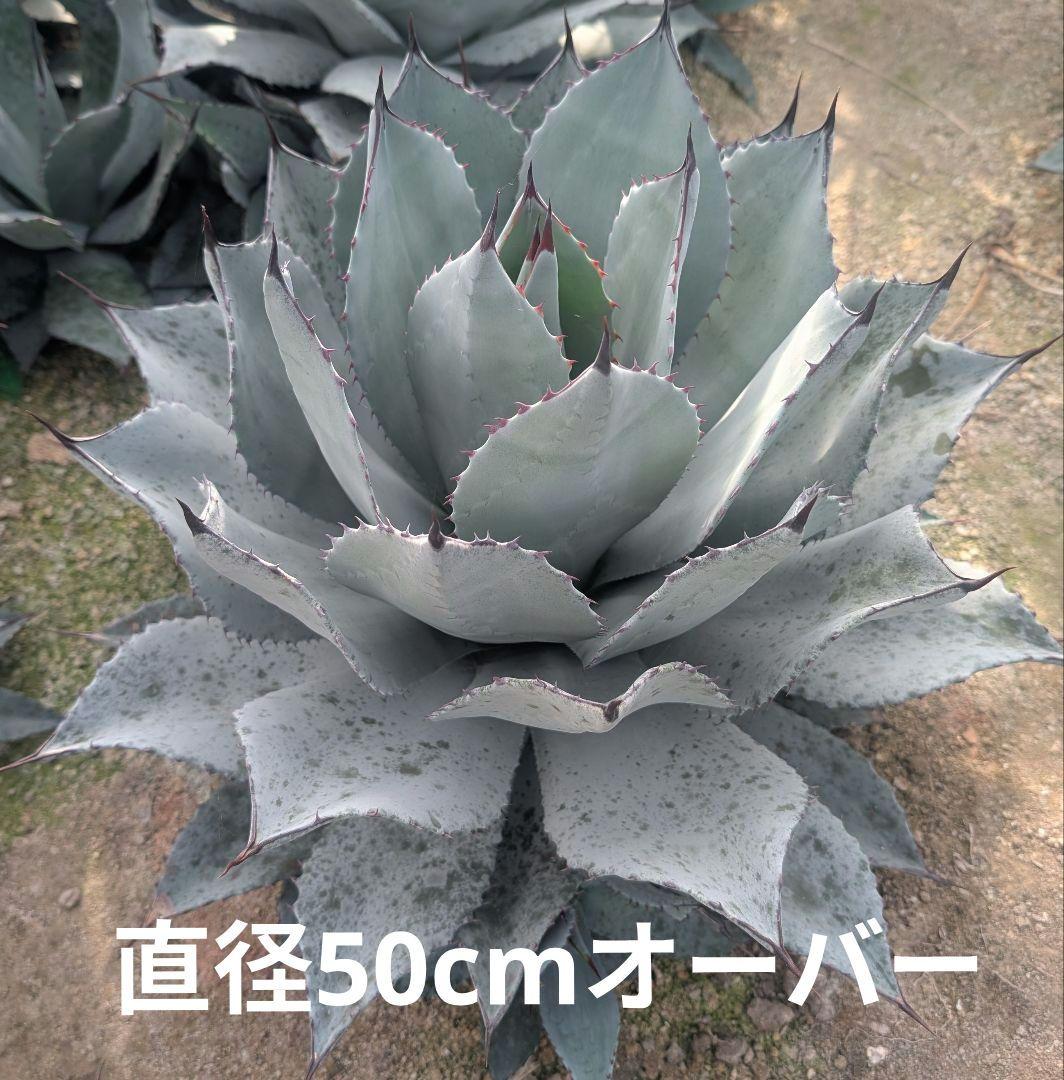 実生 アガベ パリートランカータ 直径50cm 超・葉数多・迫力サイズ