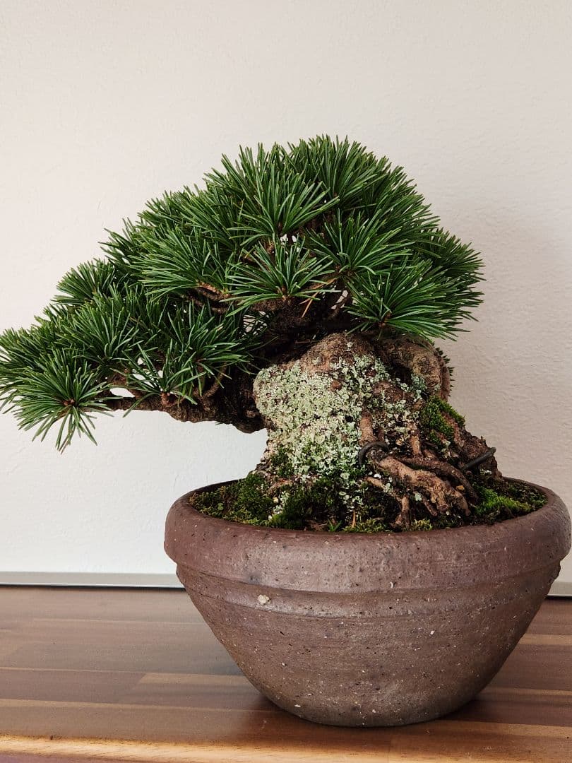 盆栽　五葉松　葵　植物　盆栽鉢