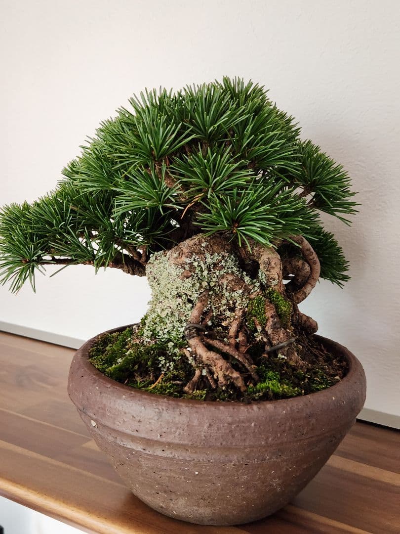 盆栽　五葉松　葵　植物　盆栽鉢