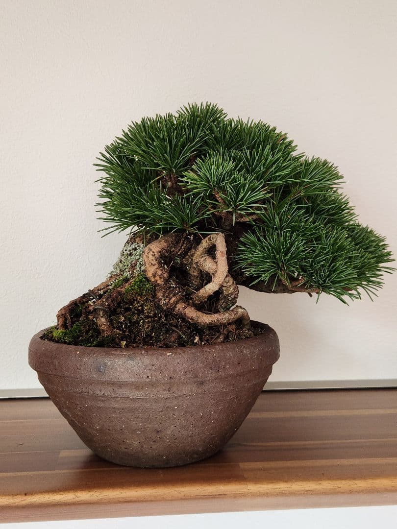 盆栽　五葉松　葵　植物　盆栽鉢