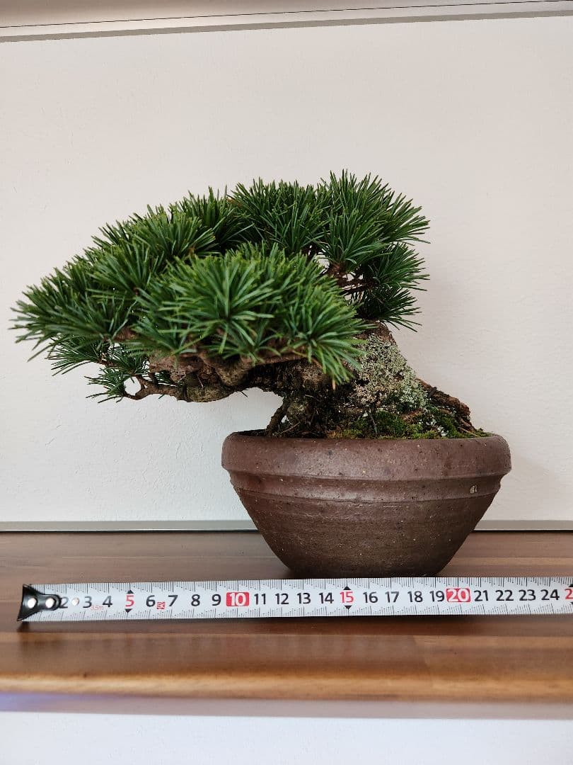 盆栽　五葉松　葵　植物　盆栽鉢