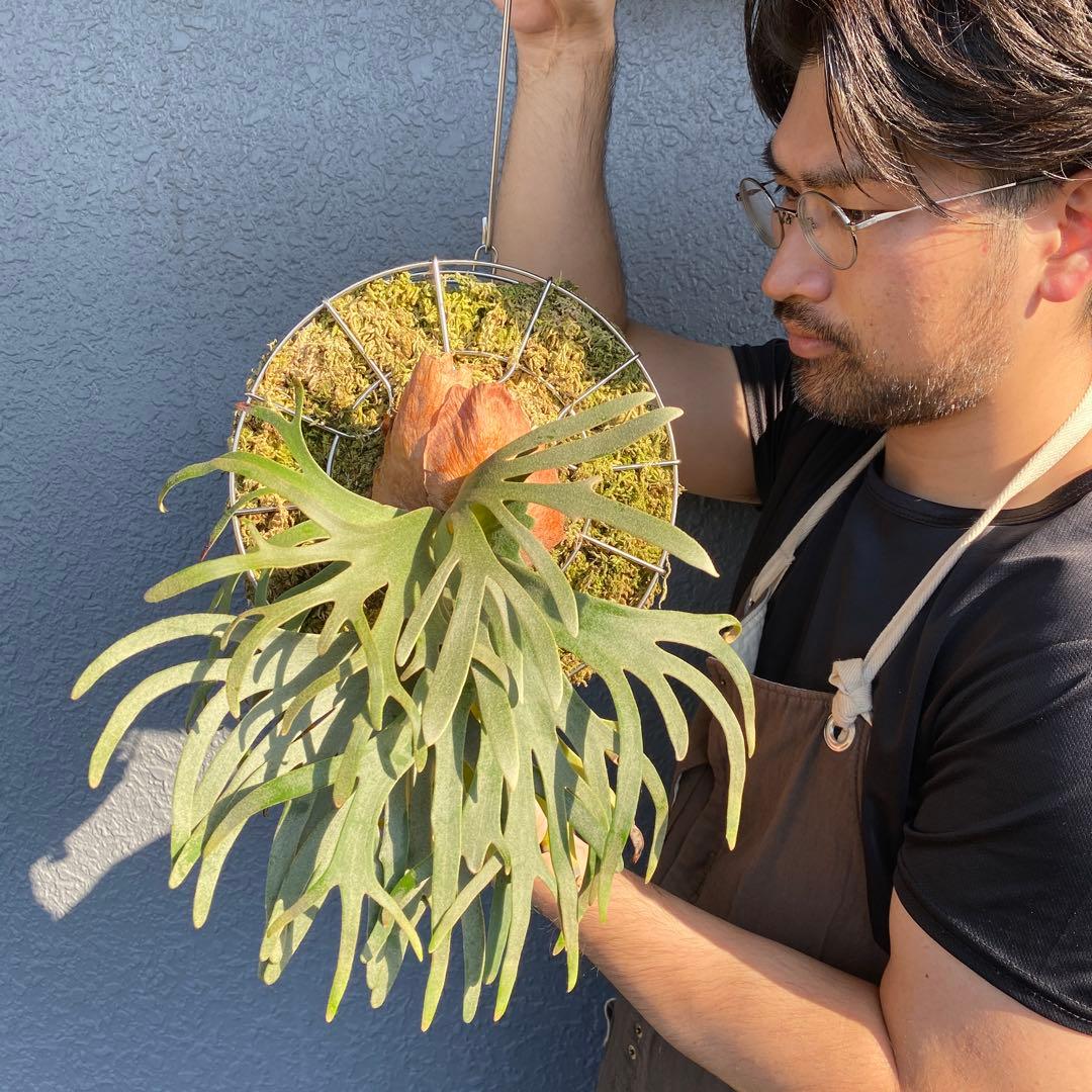 ビカクシダ・ジェイドガール