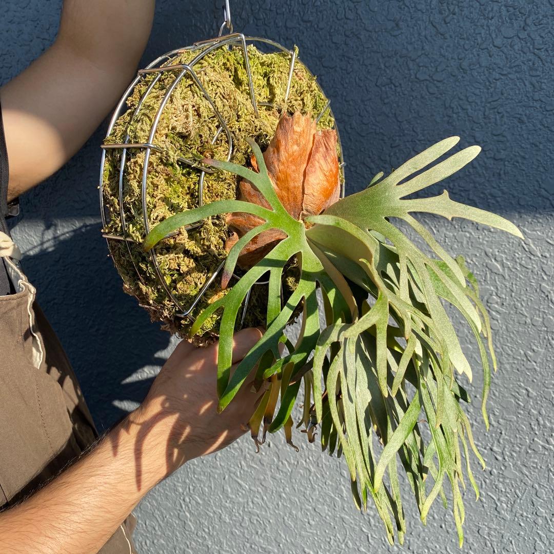 ビカクシダ・ジェイドガール