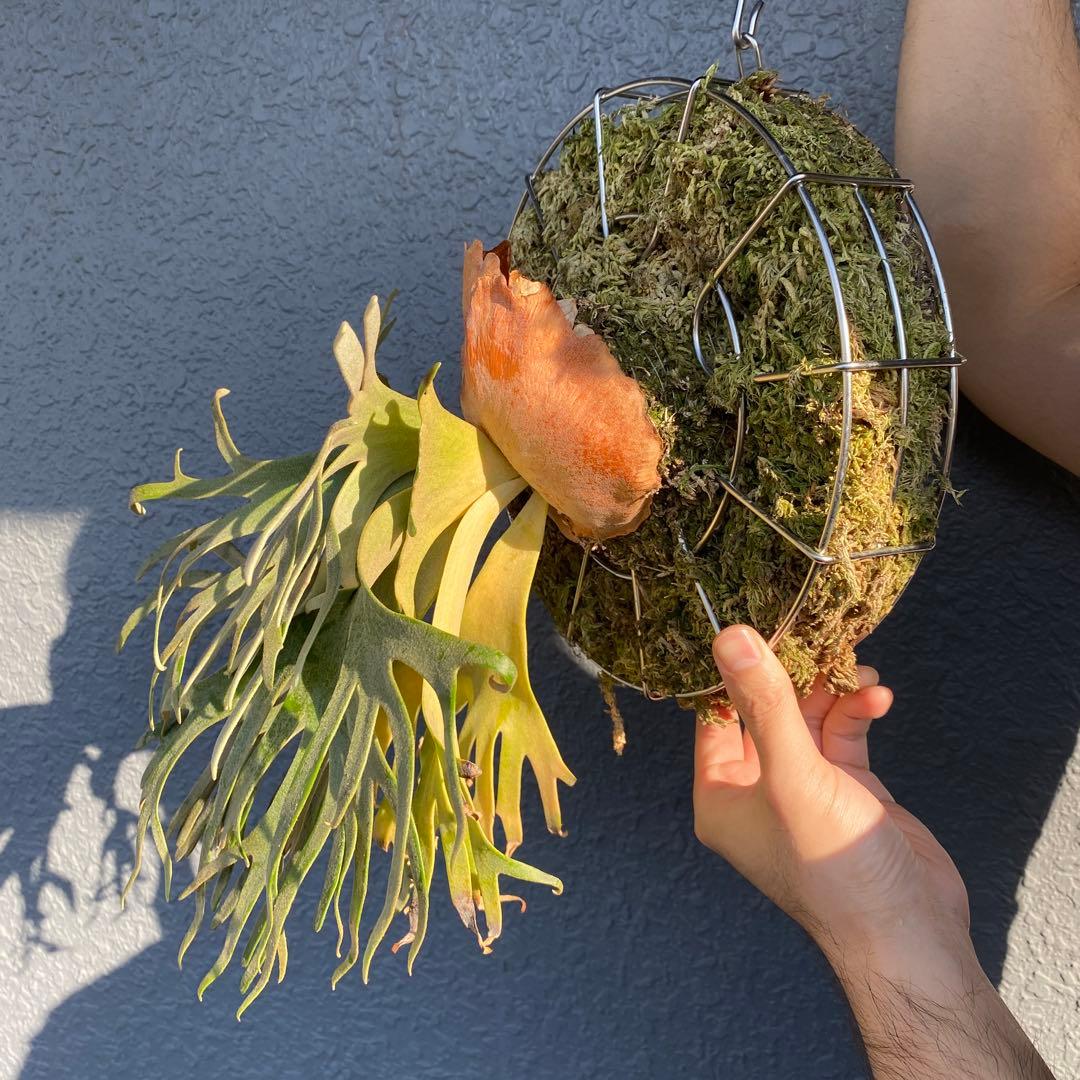 ビカクシダ・ジェイドガール