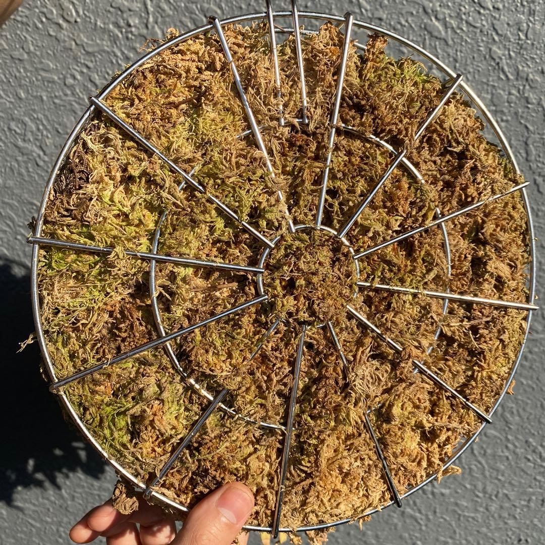 ビカクシダ・ジェイドガール