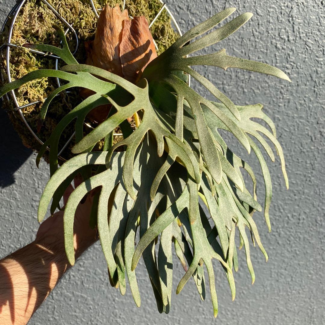 ビカクシダ・ジェイドガール