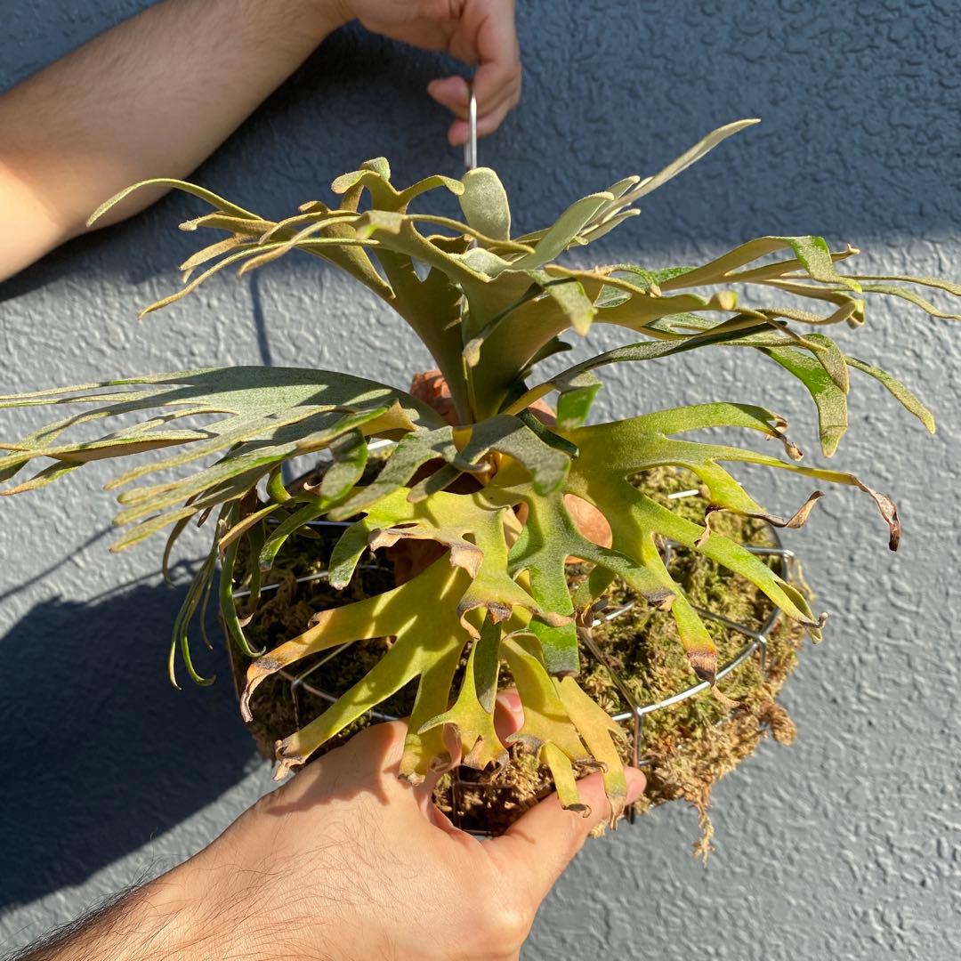 ビカクシダ・ジェイドガール