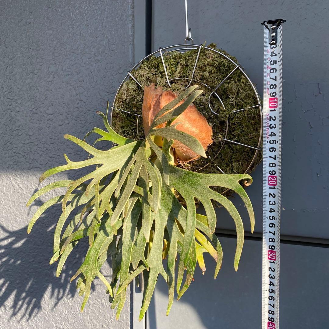 ビカクシダ・ジェイドガール