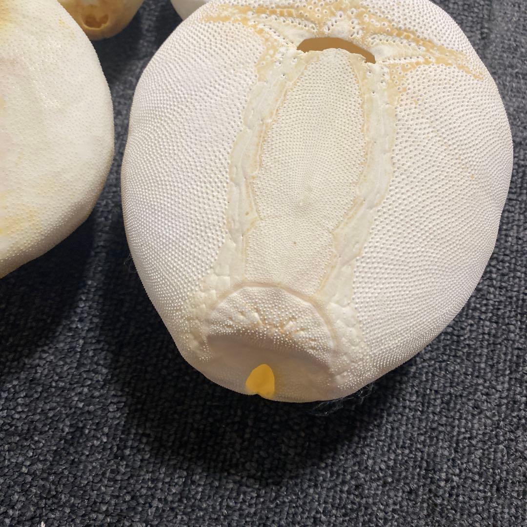 ブンブクセット♡ウニ殻♡標本