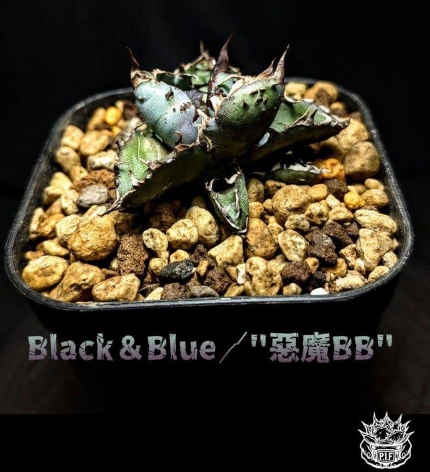 【最後の株 レア 限定品】チタノタ『◤悪魔BB◢ブラックアンドブルー』子株約5株