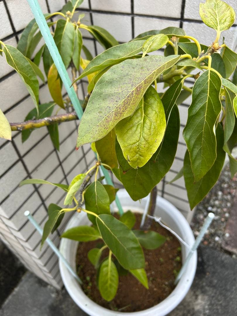 【国産アボカド】　アボカド苗　品種　ベーコン　希少