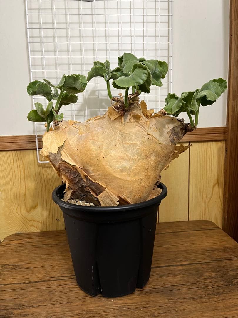 キフォステンマ　マクロプス　発根済み