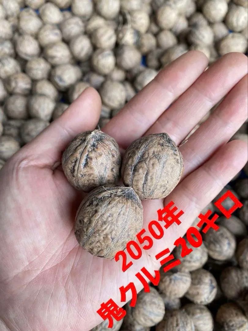 鬼クルミ10キロ