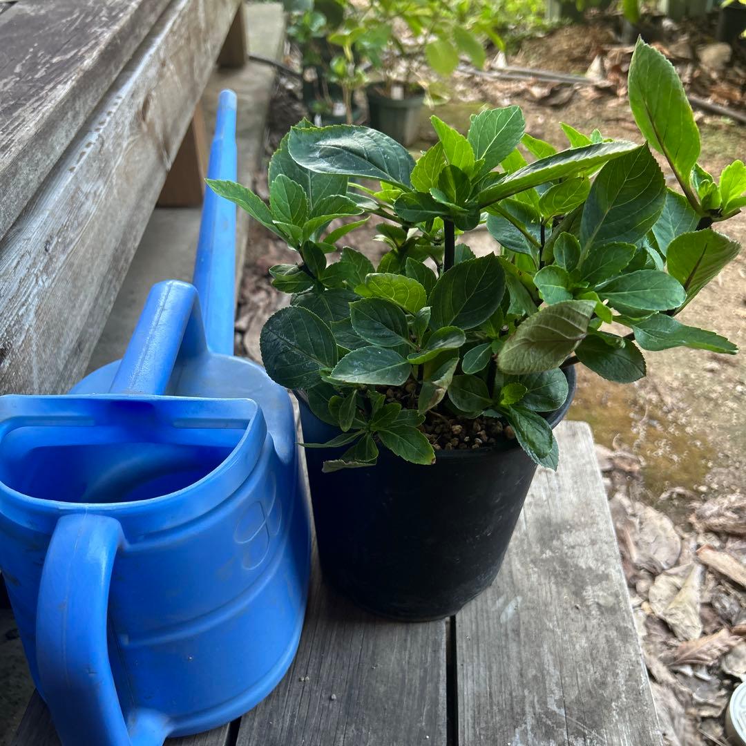 紫陽花　確認用