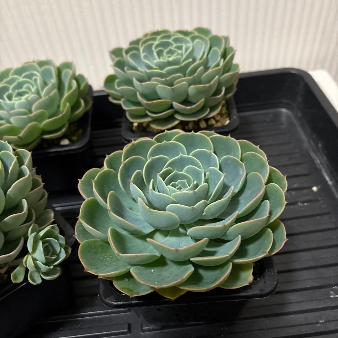 AYU　多肉植物　七福神　6株セット　② ③