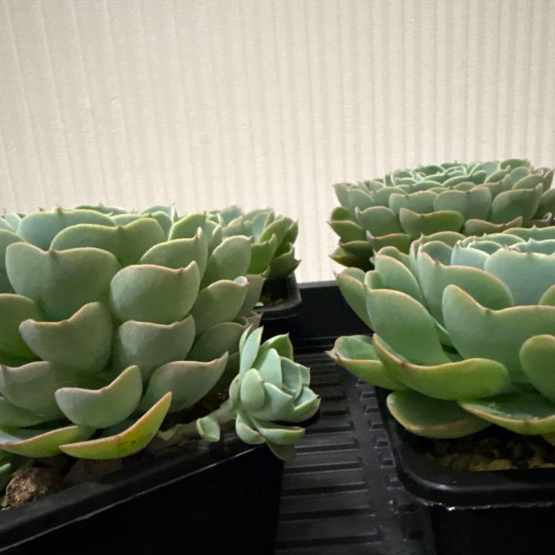 AYU　多肉植物　七福神　6株セット　② ③