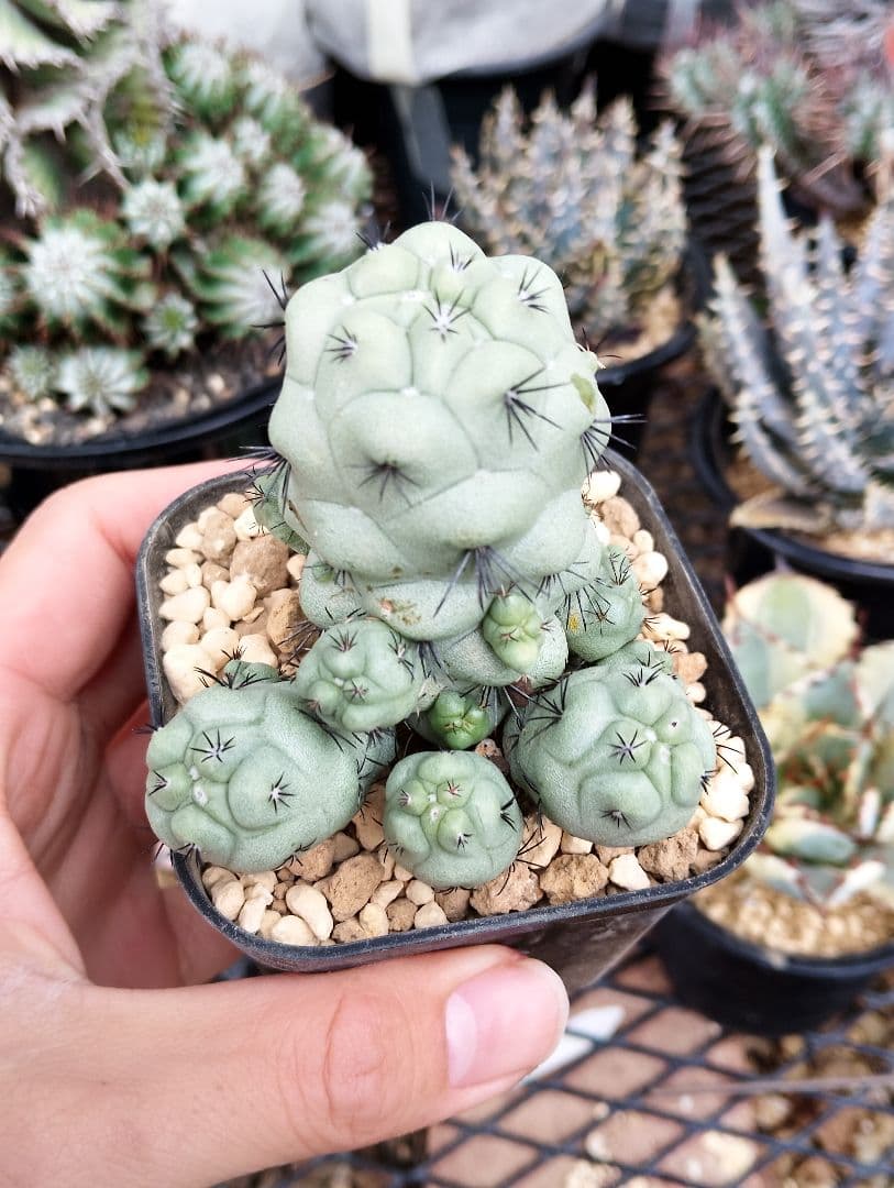 \"特選 胴太\" サボテン マクドガリー