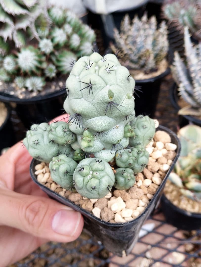 \"特選 胴太\" サボテン マクドガリー